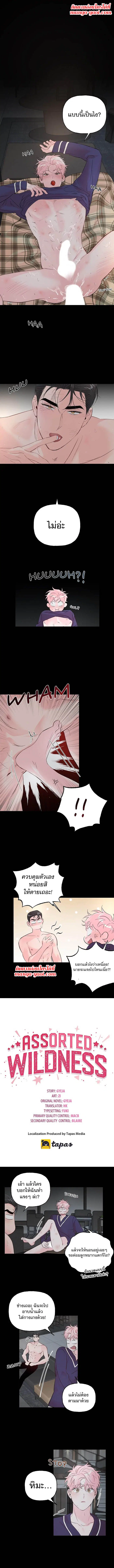 Assorted Wildness ตอนที่ 39 หน้า 1