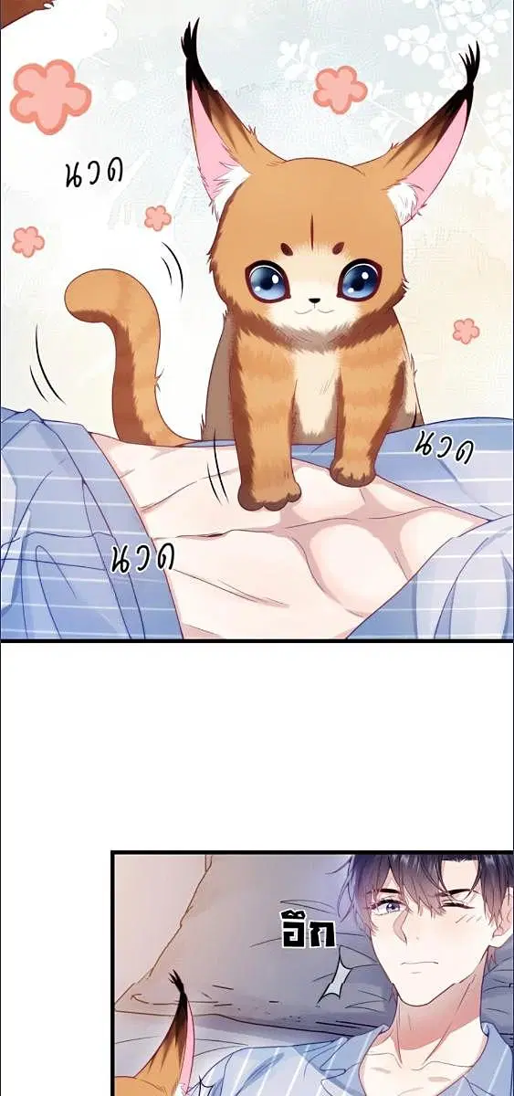 Honor Student's Little Wildcat is too Titillating ตอนที่ 17 หน้า 3