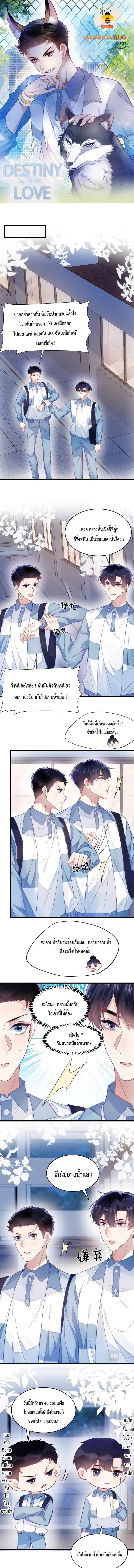 Little Cat Big Love ตอนที่ 15 หน้า 1