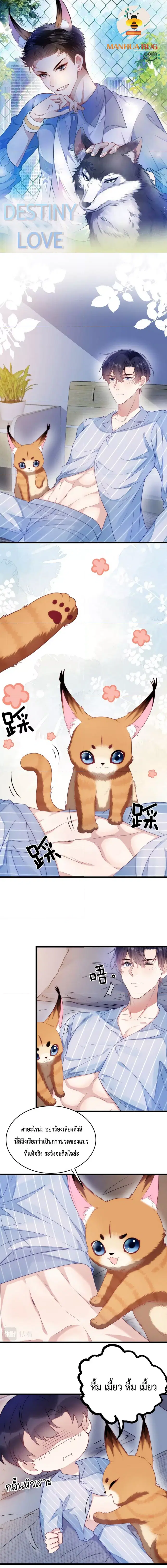 Little Cat Big Love ตอนที่ 17 หน้า 1
