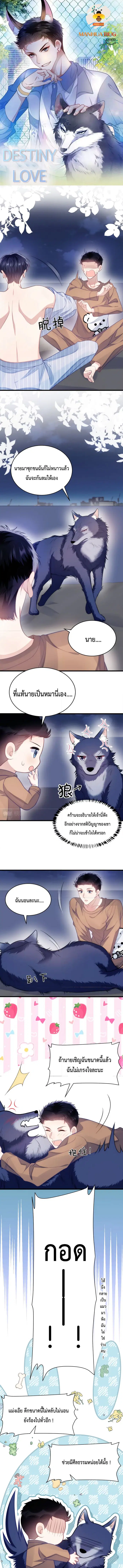 Little Cat Big Love ตอนที่ 19 หน้า 1