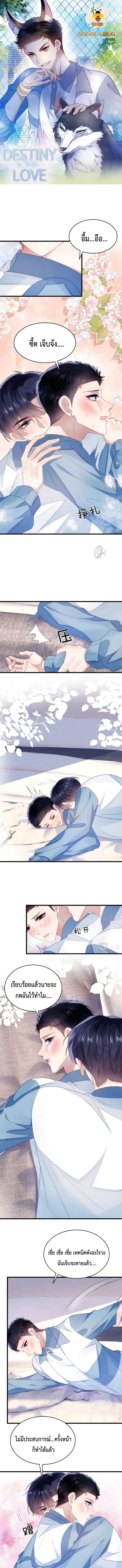Little Cat Big Love ตอนที่ 26 หน้า 1