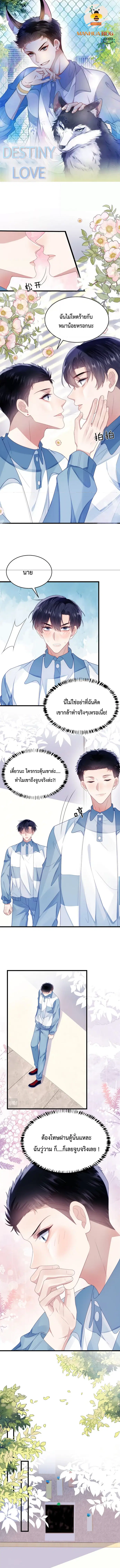 Little Cat Big Love ตอนที่ 31 หน้า 1