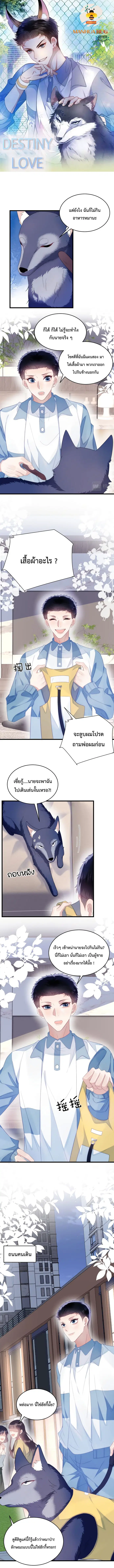 Little Cat Big Love ตอนที่ 33 หน้า 1