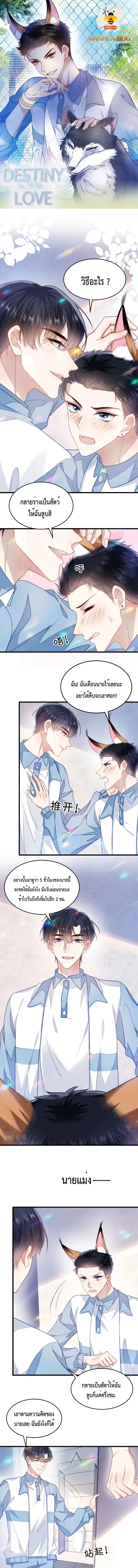 Little Cat Big Love ตอนที่ 9 หน้า 1