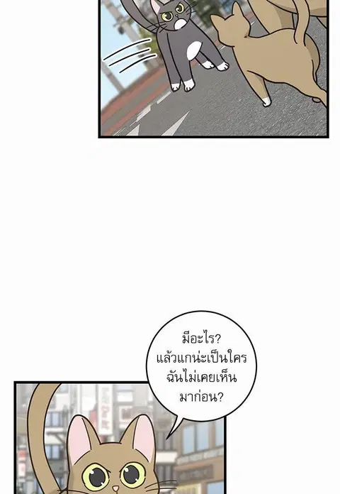 My one and only cat ตอนที่ 21 หน้า 3